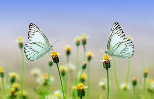 butterflies, flowers, pollinate-1127666.jpg