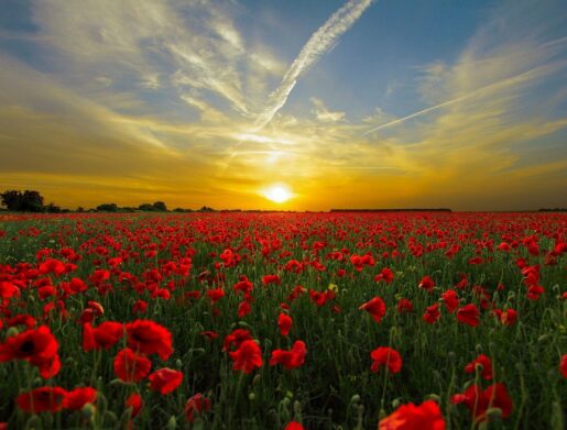 sunset, poppies, field-815270.jpg